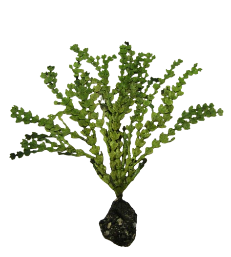 Halimeda - L Rooted