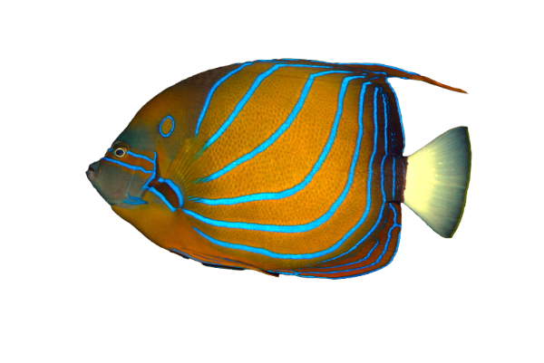 Annularis Angel M