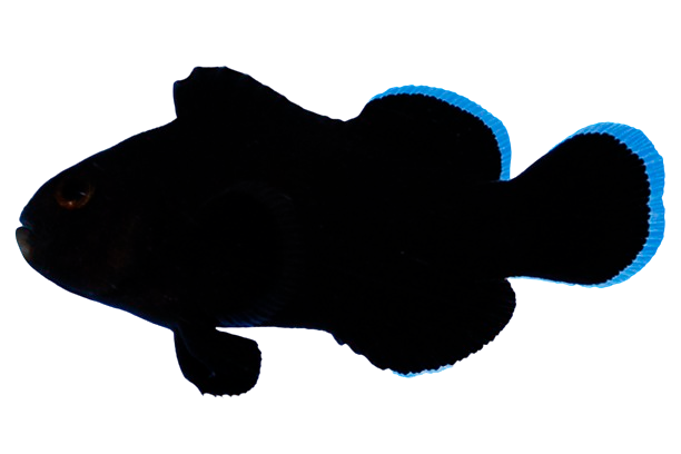 Midnight Clown