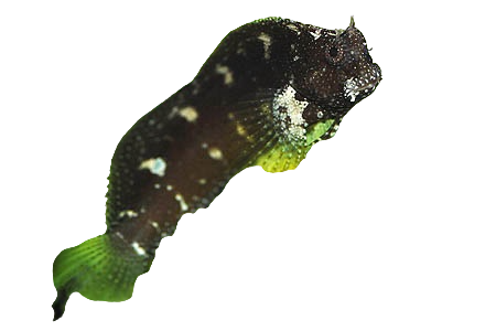 Starry Blenny XL