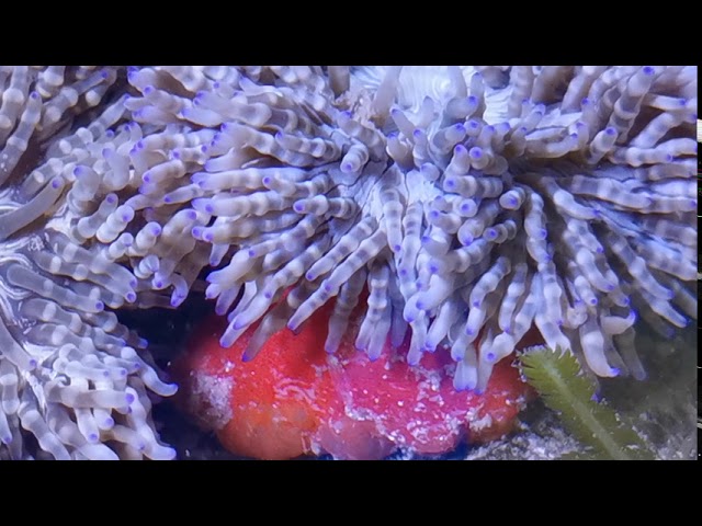 Beaded Anemone