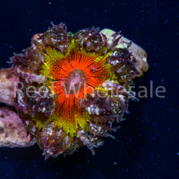 Flower Anemone - Ultra Yellow and Orange, Silver Skirt