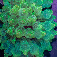BTA - Variegated