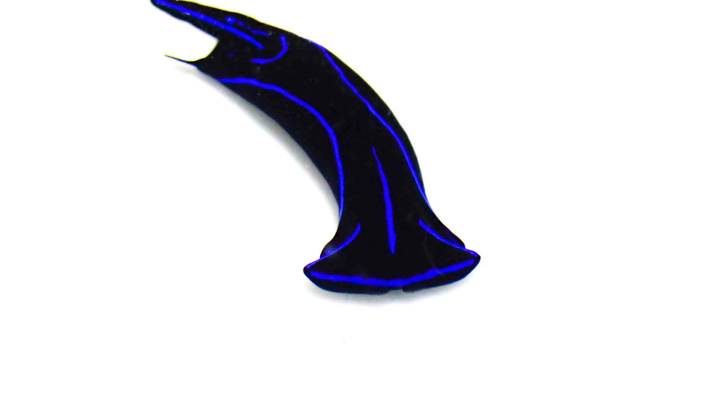 Blue Velvet Nudibranch