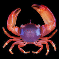 Red Acro Crab M
