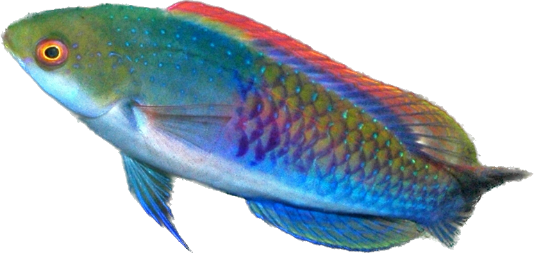 Blueheaded Fairy Wrasse M