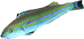Smalltail Pencil Wrasse - Pink Female