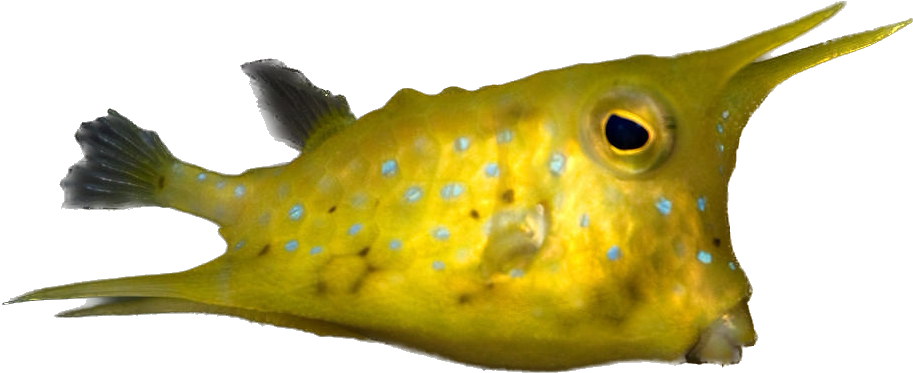 Long Horn Cowfish Adult w/ Horns M