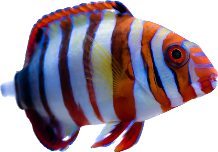 Harlequin Tusk L
