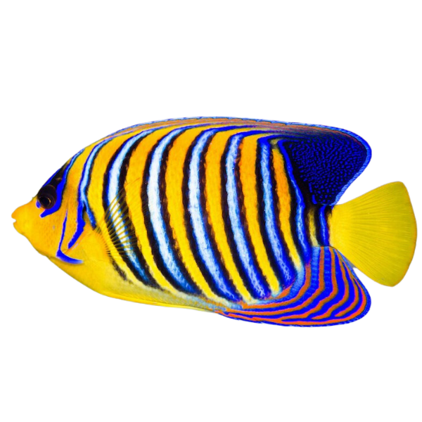 Regal Angel Adult ML
