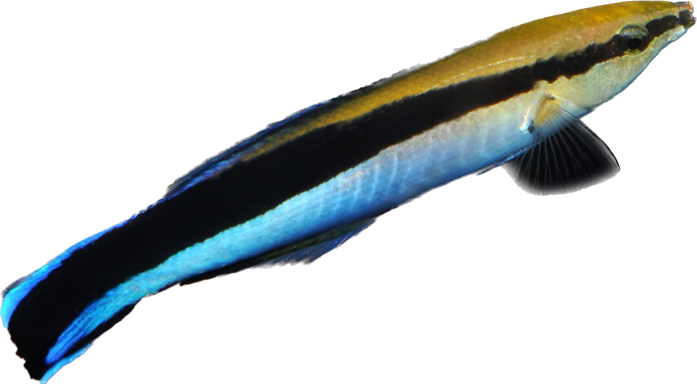 Blue Streak Cleaner Wrasse SM
