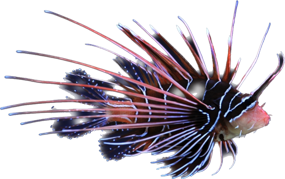 Radiata Lionfish ML