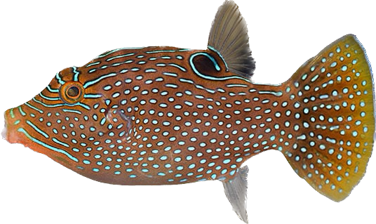 Peacock Puffer S