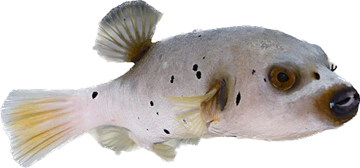 Dog Face Puffer ML