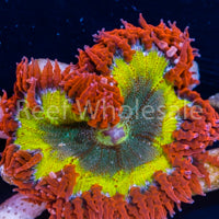 Flower Anemone - Ultra Yellow, Red Skirt