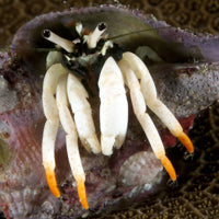 Small White Hermit Crab (Calcinus minutus)