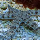 Sand Sifting Starfish