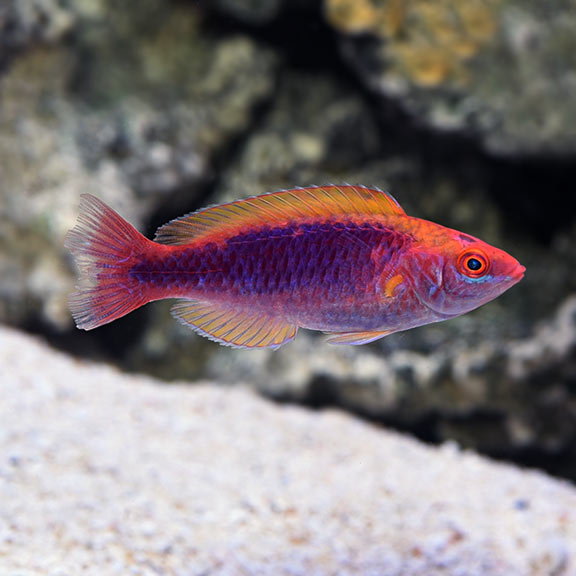 Lubbocks Wrasse (Bali) 3 Lot Special