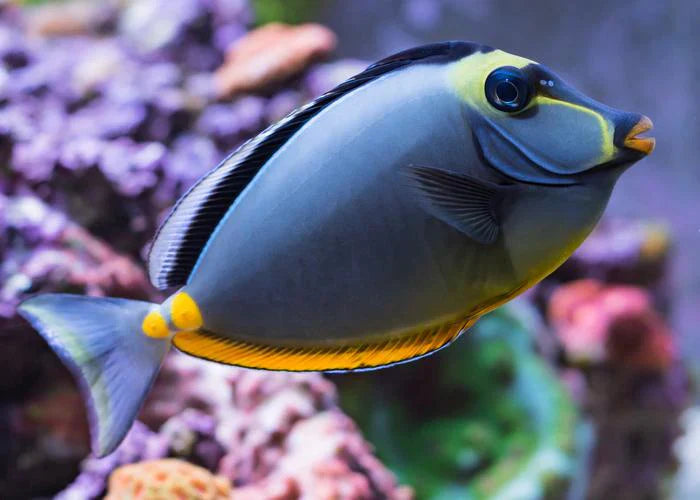 Naso Tang S