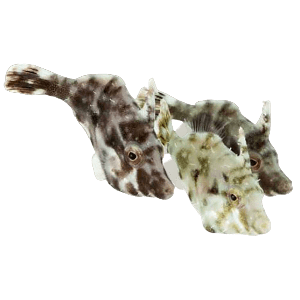 Aiptasia Eating File Fish L