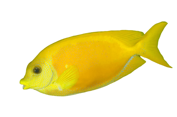 Blue Spot Rabbitfish Small