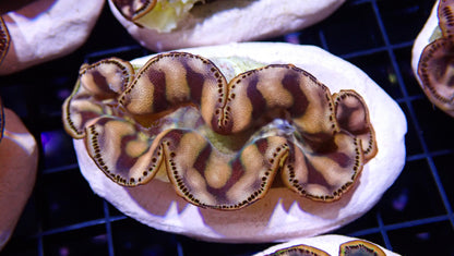 Gold Maxima Clam