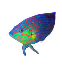 Melanurus Wrasse L