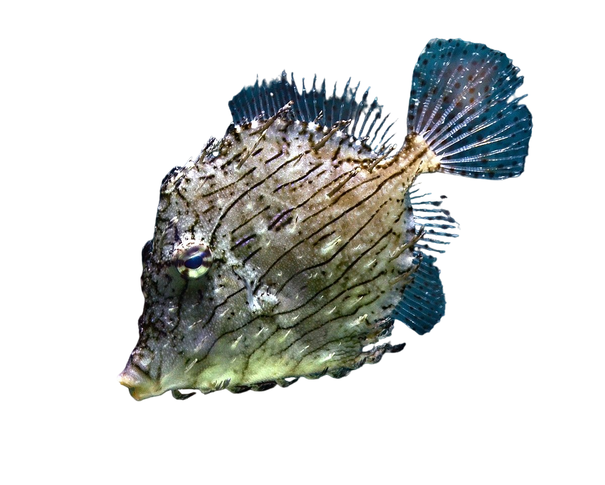 Tassle Filefish