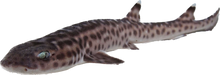 Coral Cat Shark L