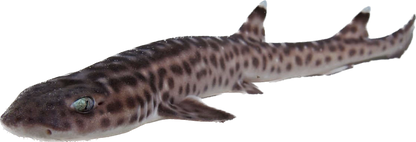 Coral Cat Shark L