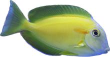 Orange Shoulder Tang M