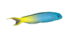 Forktail Blenny