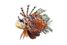 Dwarf Zebra Lionfish M