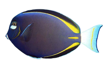 White Cheek Tang M