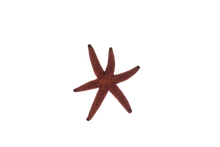 Starfish Large - Easiest to keep