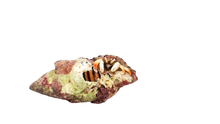 Orange Tip White Hermit Crab