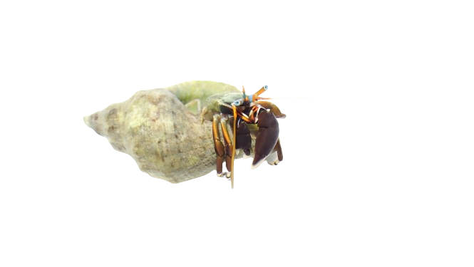 African Blue Eye Hermit Crab