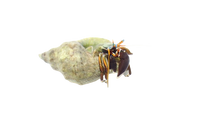 African Blue Eye Hermit Crab