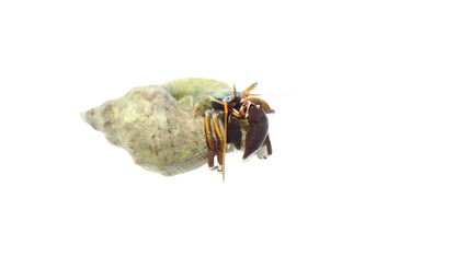 African Blue Eye Hermit Crab