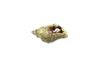 African Blue Eye Hermit Crab