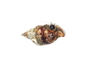 Mexican Red Legs