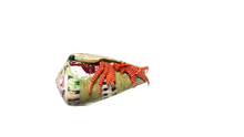 Halloween Hermit Crabs L