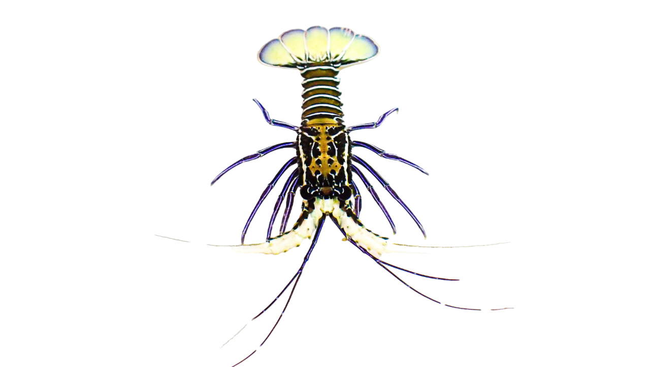 Spiny Blue Lobster S