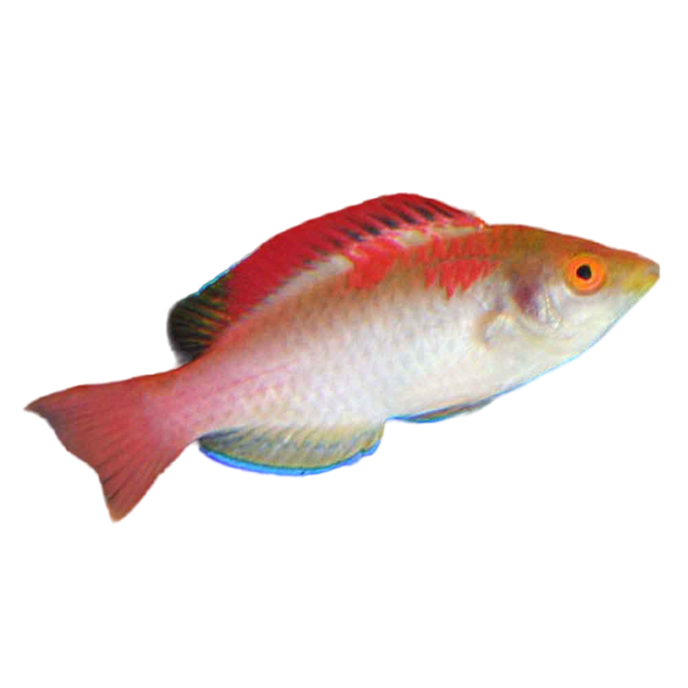 Adorned Fairy wrasse