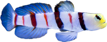 Dracula Goby