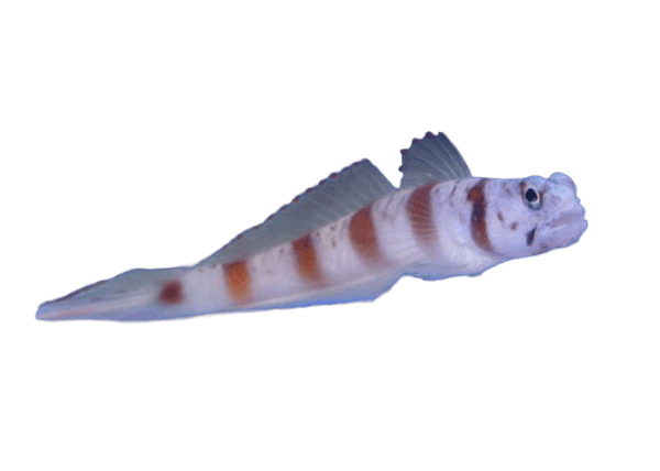 Orange and White Banded Shrimp Goby