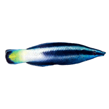 Bicolor Cleaner Wrasse