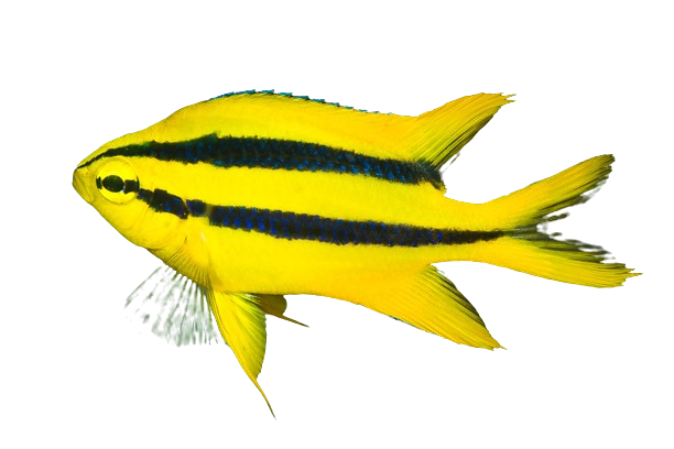 Black Mouth Bicolour Chromis