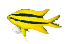 Black Mouth Bicolour Chromis