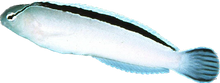 Disco Blenny